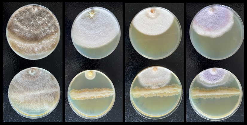 Synthetic bacterial community against corn pathogens
